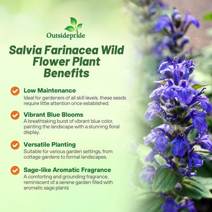 Outsidepride Blue Sage Seeds - 5000 Pcs Perennial, Drought-Tolerant & Deer-Resistant Wildflower Seeds w/Fragrant Blooms for Pollinator Attractant for Butterfly & Hummingbird Gardens & Landscaping