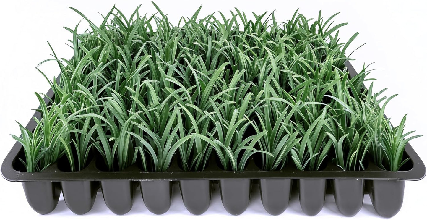 Dwarf Mondo Grass | 3 Live Plants | Ophiopogon Japonicus Nana | Lush Ground Cover | Shade Loving Low Maintenance Garden Solution | Ideal for Landscaping and Borders | Hardy and Evergreen
