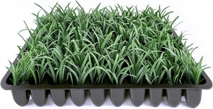Dwarf Mondo Grass | 40 Live Plants | Ophiopogon Japonicus Nana | Lush Ground Cover | Shade Loving Low Maintenance Garden Solution | Ideal for Landscaping and Borders | Hardy and Evergreen
