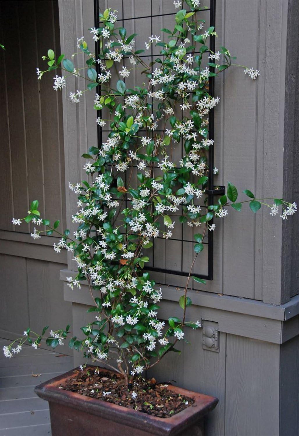 American Plant Exchange Live Confederate Jasmine Plant with Fragrant White Flowers, Star Jasmine Plant, Plant Pot for Home and Garden Decor, 10" Pot