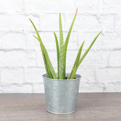 Thorsen's Greenhouse Aloe Vera, Live Indoor Plant, Aloe barbadensis, Easy to Grow, Succulent, Natural Air Purifier, 4" Diameter Pot (Silver - Metal)