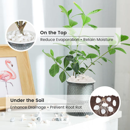 SIDONG 10 LB White River Rocks, 0.3-0.5 Inches Matte Pebbles for Indoor Plants, Aquarium Rocks Used in Fish Tank, Decorative Stones for Plants, Vases, Home Décor, Crafting, Garden Landscaping