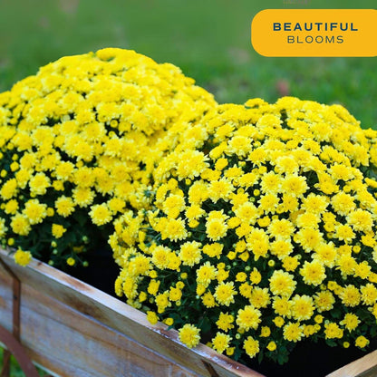 Costa Farms Live Flowering Plants, Yellow Mums (Pack of 8), Mini Chrysanthemum Houseplant, Ships in Bud Form, Potted in Grower Pot, 11-Inches Tall