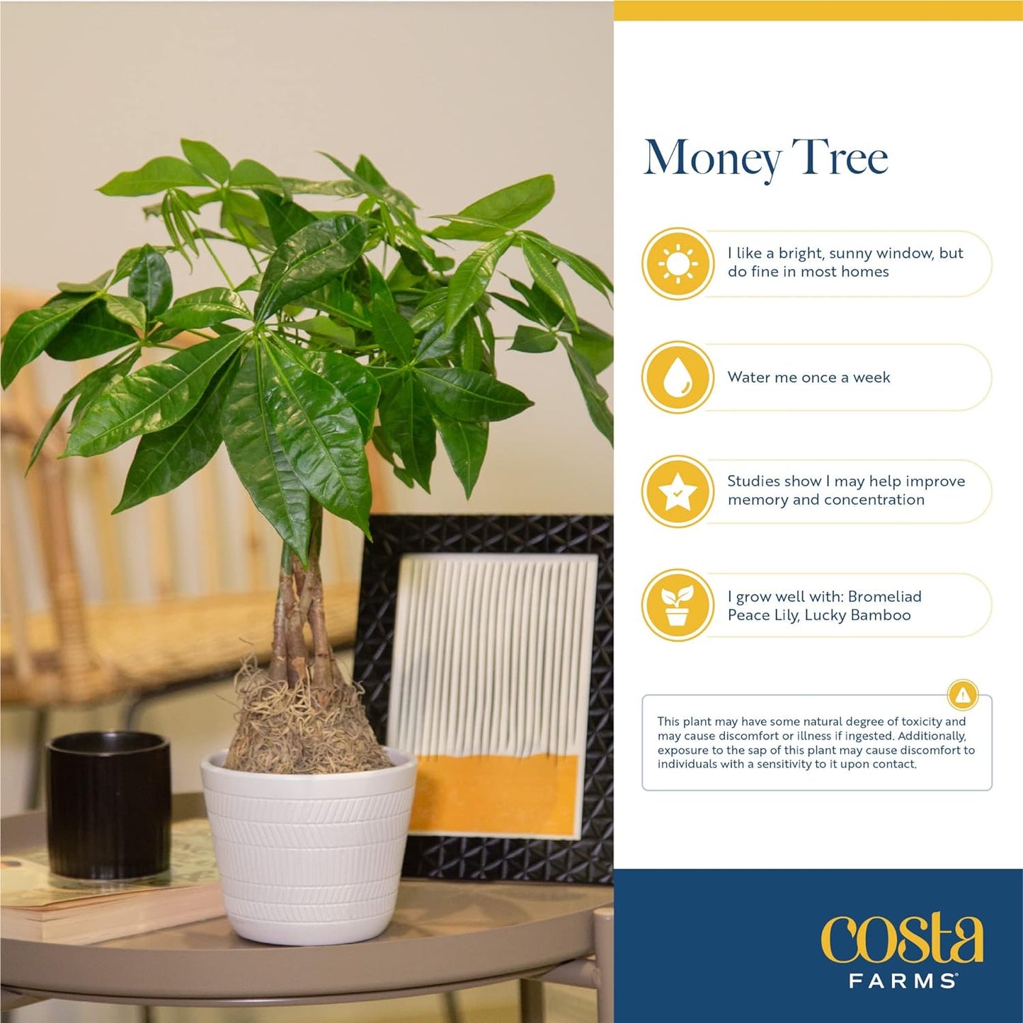 Costa Farms Money Tree, Small Easy to Grow Live Indoor Plant, Live Houseplant in Indoor Plant Pot, Bonsai Potted in Potting Soil, Birthday, Housewarming, Tabletop and Office Home Decor, 10-Inches Tall