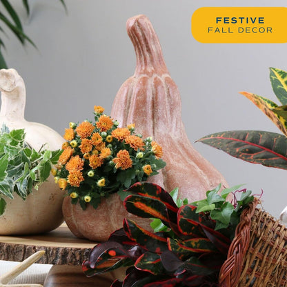 Costa Farms Live Flowering Plants, Orange Mums (Pack of 8), Mini Chrysanthemum Houseplants, Ships in Bud Form, Potted in Grower Pot, 11-Inches Tall