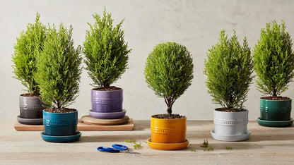 Le Creuset Stoneware Herb Planter, 5.5 Inches, Deep Teal