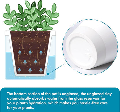 D'vine Dev 4 Inch Design Self Watering Planter for Indoor Plants, White Terracotta Pots with Cylinder Glass Cup, Set of 2, 37-Y-A-2