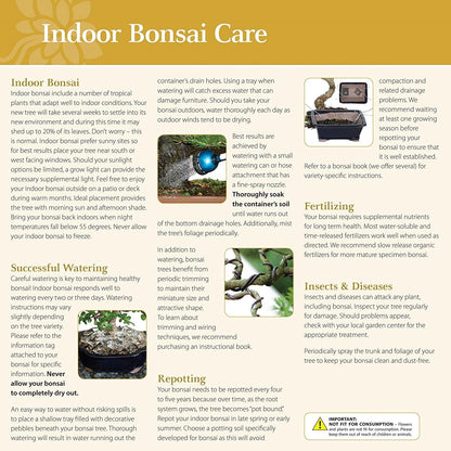 Brussel's Bonsai Live Ginseng Grafted Ficus Indoor Bonsai Tree Gift Set - Small, 4 Years, 6 to 8 in - Ceramic Bonsai Pot, Fertilizer, and Humidity Tray