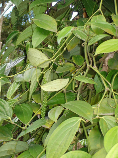 New and Healthy Piper Nigrum Black Pepper Live plant