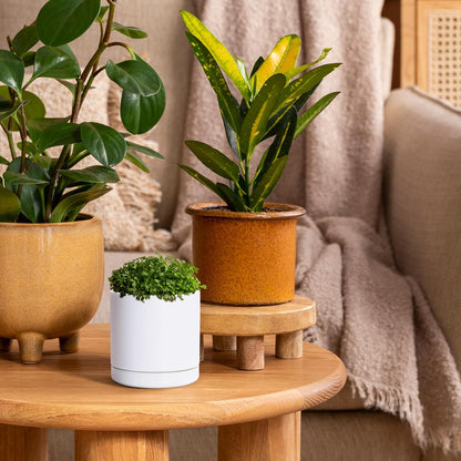 D'vine Dev Set of 2 Plants Pots, 3.5 Inch Ceramic Planter Pot for Plants with Drainage Hole and Saucer, White, 94-V-A-1