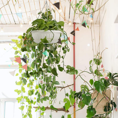 summer flower 3pcs 10.6 inch Plastic Hanging Planters Pots for Outdoor Indoor Plants Hanging Flower Plant Baskets Holder for Garden Porch Ceiling (White)