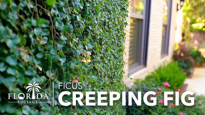 Creeping Fig Vine | 50 Live Plants | Ficus Pumila | Fast-Growing Ground Cover | Evergreen Climbing Vine for Walls & Trellises
