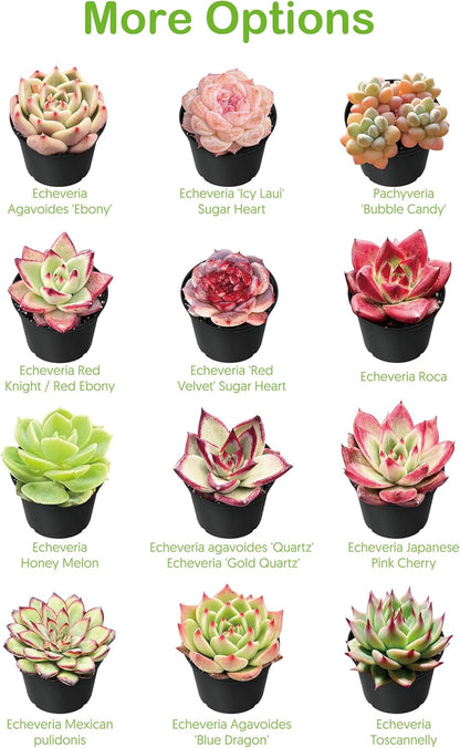 Live Succulent String of Pearls, Approx 2-inch Large, Potted Succulents, Fully Rooted, Easy Care House Plants