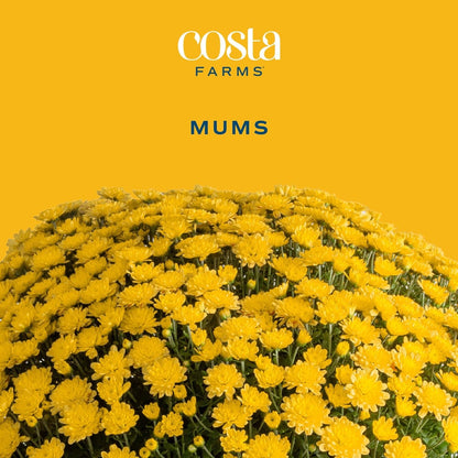 Costa Farms Live Flowering Plants, Yellow Mums (Pack of 8), Mini Chrysanthemum Houseplant, Ships in Bud Form, Potted in Grower Pot, 11-Inches Tall