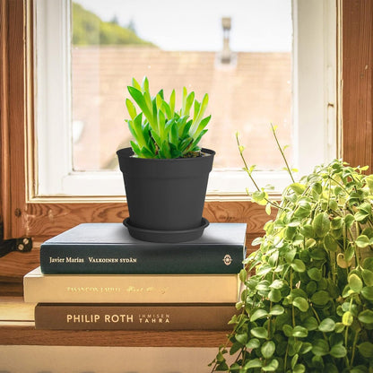 24 Pcs 4 Inch Plant Pots with Drainage Holes and Saucers for Indoor Plants, Plastic Small Flower Nursery Pots Seed Starting Pots for Plants Succulent, Black