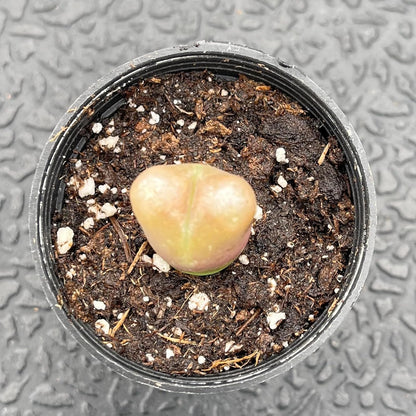 Sprout N Green Conophytum maughanii, Rare Lithops Living Stone Plant Fully Rooted in 2" Pot, Cute Potted Succulents Houseplant Pebble Plant, Great for Terrarium Arrangement, DIY Project, Office Décor