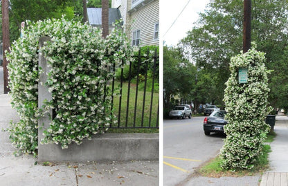 Confederate Jasmine Fragrant Evergreen Vine - Quart Pot