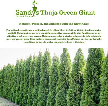 Thuja Green Giant Arborvitae Lot of 6, 3 Inch Pot