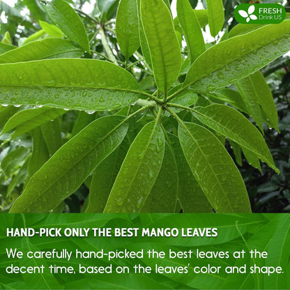 FreshDrinkUS, Premium 140+ Mango Whole Leaves Dried, 100% Natural & Pure from Dried Mango Leaves, Mango Leaf Tea, No Additives, No Caffeine, Vegan