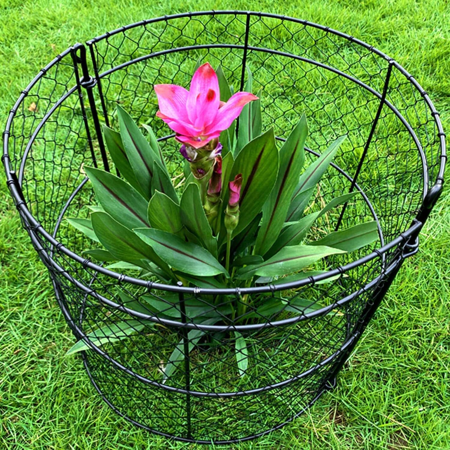 10 Pack Garden Plant Protection Cloches 14"x16", Heavy Duty Chicken Wire Plant Protectors, Rustproof Metal Garden Cages to Shield Seedlings, Flowers & Vegetables from Animals