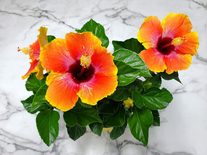 Fiesta Hibiscus Bush - Live Hibiscus Flowering Plant - Tropical Flower Plant - 1 Gallon Planter - Overall Height 10" to 14" - Tropical Plants of Florida (Plant Only)