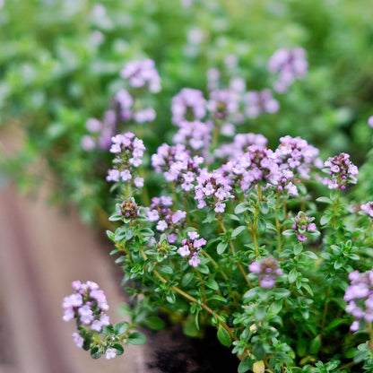 German Thyme Plants - Perfect for Indoor or Outdoor Gardening, High in Antioxidants, Fragrant and Flavorful Herb (2 ger Thyme Bags)