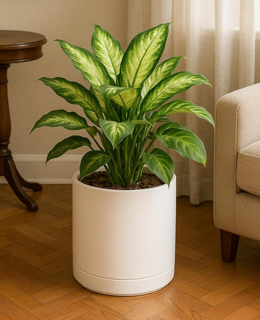 D'vine Dev Set of 2 Plants Pots, 10 Inch Ceramic Planter Pot for Plants with Drainage Hole and Saucer, Oatmeal, 94-V-E-8