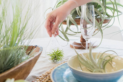 12 Pack Air Plants Red Abdita Tillandsia - Medium Air Plants Live Variety Pack - Live Succulent House Plant - Home Holders and Garden Decor - Easy Care Indoor and Outdoor Plants