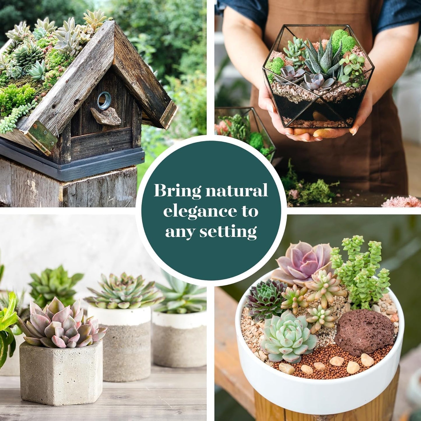 Shop Succulents Colorful Succulent Plant Pack 2" Grow Pot Pack of 4