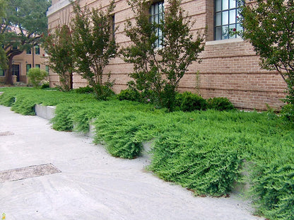 Juniper Blue Pacific - 30 Live Plants - Drought Tolerant Cold Hardy Evergreen Ground Cover
