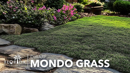 Dwarf Mondo Grass | 10 Live Plants | Japonicus Nanus | Shade Loving Evergreen Lilyturf Groundcover