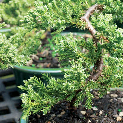 Brussel's Live Green Mound Juniper Outdoor Bonsai Tree - 3 Years Old; 4" to 6" Tall with Decorative Container - Not Sold in California