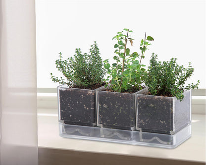 D'vine Dev Herb Garden Planter Set, Plastic Plant Pots with Drainage and Saucer, Indoor Succulent Cactus Vegetable Pot for Windowsill, Garden Balcony, Clear, Set of 1, 76-V-D-1