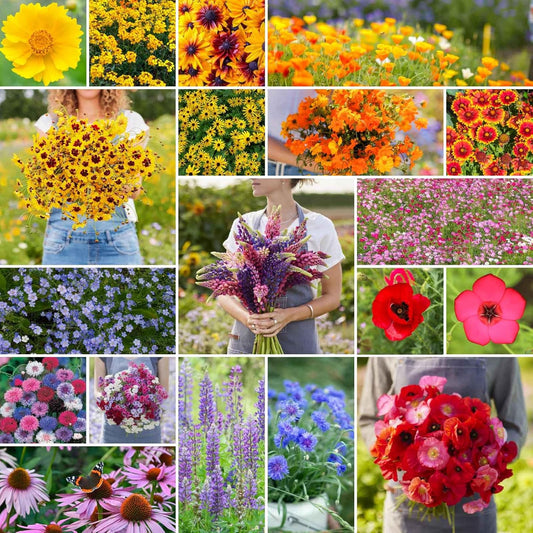 Eden Brothers Burst of Bloom Wildflower Mixed Seeds for Planting, 1/4 lb, 120,000+ Seeds with Cosmos, Black Eyed Susan | Attracts Pollinators, Plant in Spring or Fall, Zones 3, 4, 5, 6, 7, 8, 9, 10