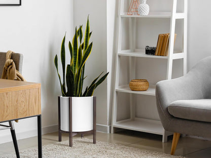 D'vine Dev Planter with Stand - 12 Inch Plastic Cylinder Flower Pot with Wood Holder for Indoor, Matte White Pot + Walnut Color Stand, 55-C-O-1