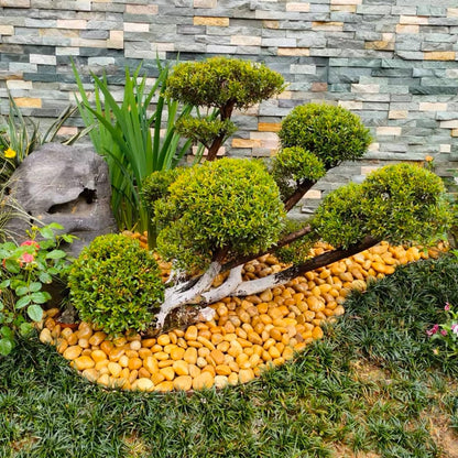10lbs Yellow River Rocks, 2-3 Inch Natural Pebbles for Indoor Plants, High Polished Decorative Stones Vase Filler Fish Tank Aquariums Landscaping Garden