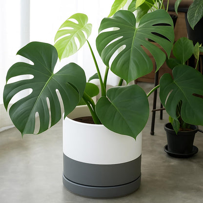 D'vine Dev 12 Inch Ceramic Planter Pot with Drainage Hole and Saucer, Indoor Cylinder Round Planter Pot, White/Speckled Grey, 94-O-F-6