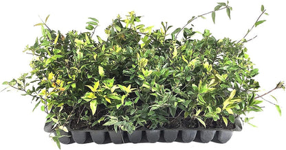 Carolina Jasmine | 40 Live Plants | Gelsemium Sempervirens | Fragrant Yellow Blooms, Evergreen Vine, Low Maintenance, Fast Growing, Climbing, Attracts Pollinators, Garden Trellis