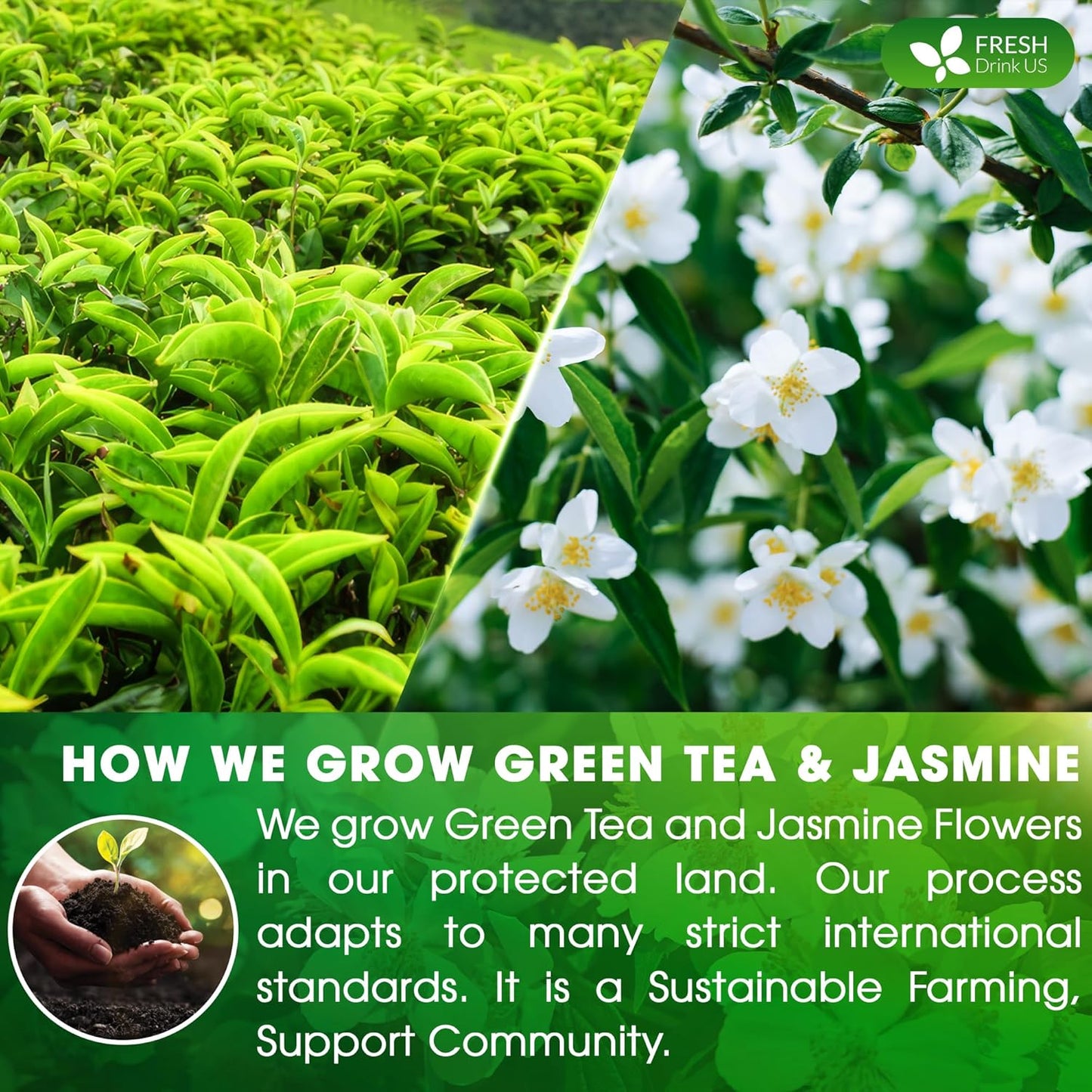 FreshDrinkUS, Premium 55 Jasmine Green Tea Bags, 100% Natural & Pure from Jasmine Green Tea. Jasmine Green Herbal Tea. Made with Natural Material Tea Bags. No Sugar, No Gluten, Vegan.