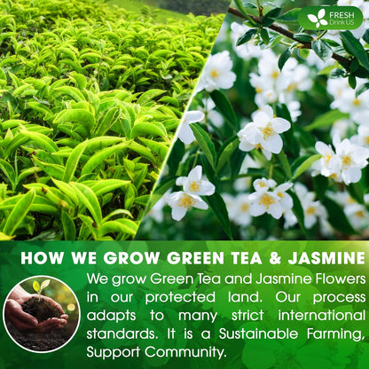 FreshDrinkUS, Premium 55 Jasmine Green Tea Bags, 100% Natural & Pure from Jasmine Green Tea. Jasmine Green Herbal Tea. Made with Natural Material Tea Bags. No Sugar, No Gluten, Vegan.