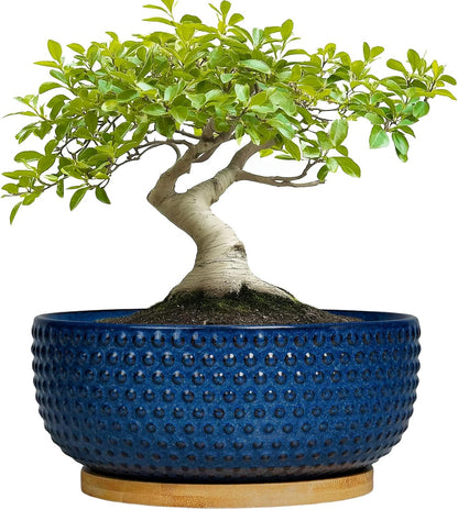 Bonsai Pots - 8 Inch Ceramic Pots for Succulent Plants & Bonsai Tree, Planter with Drainage Hole and Saucer, Modern Round Decorative Flower Planters, House Decor, Gifts for Women Man, Blue
