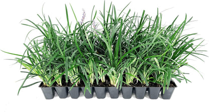 Super Blue | 40 Live Plants | Liriope Muscari | Ground Cover Plant, Ornamental Grass, Drought Tolerant, Low Maintenance, Evergreen Foliage, Purple Flower Spikes, Shade Garden Favorite, Easy to Grow