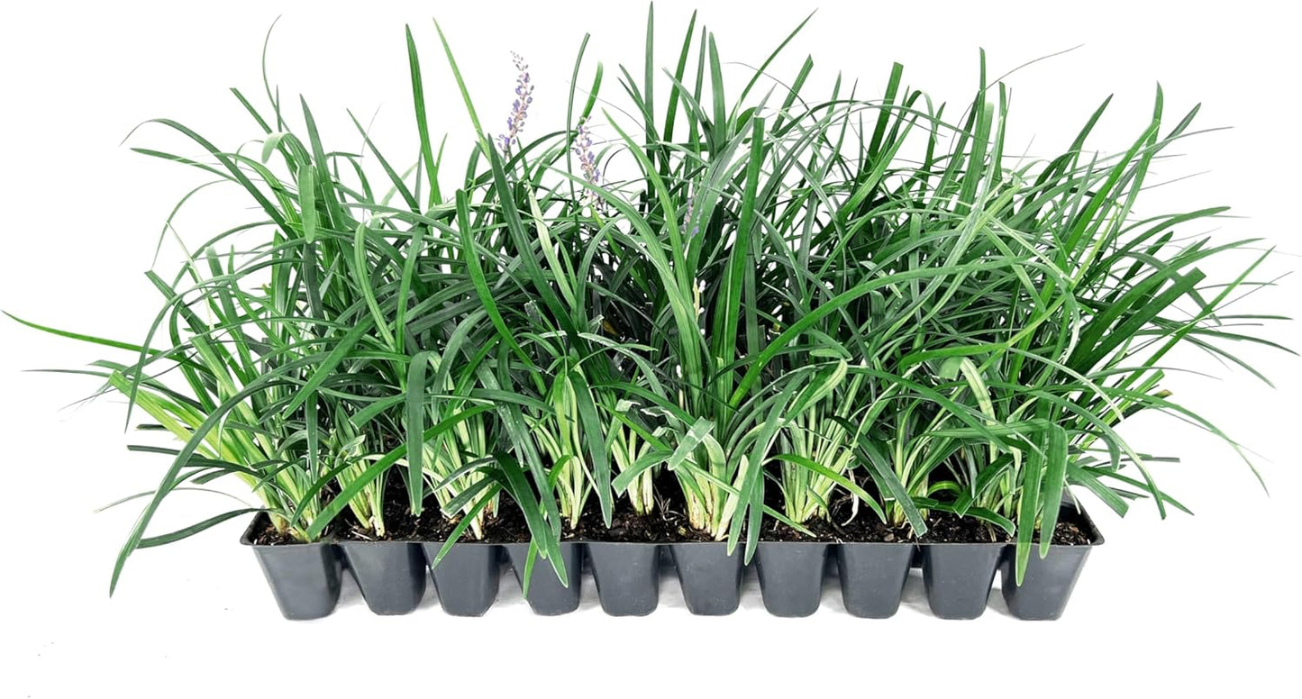 Liriope Super Blue | 40 Live Plants | Liriope muscari 'Super Blue' | Ornamental Ground Cover Plants | Shade-Tolerant Landscaping Perennial