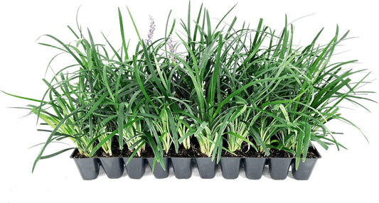 Liriope Super Blue | 40 Live Plants | Liriope muscari 'Super Blue' | Ornamental Ground Cover Plants | Shade-Tolerant Landscaping Perennial