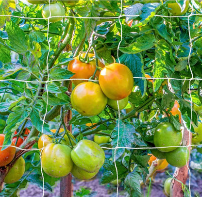 OLDMACDONALD Heavy-Duty Polyester Garden Trellis Netting Plant Climbing Net for Growing Vines Plants Vegetables Fruits Flowers, 5-Feet by 15-Feet (60" x15' / 1.52m x 4.5m) (mesh 6"x6" / 15cm x 15cm)