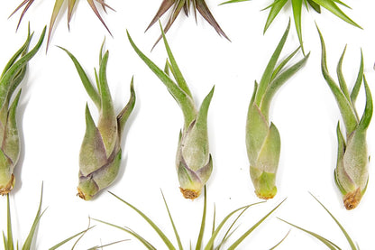 50 Pack of Classic Air Plants Variety - Live Succulent House Plants - Available in Wholesale and Bulk - Home and Garden Decor - Easy Care Indoor/Outdoor Air Plant