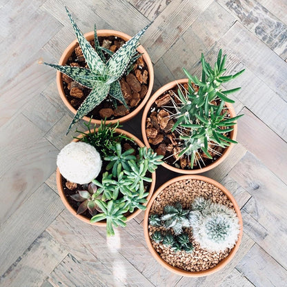 Shallow Terracotta Pots 5 inch, Pack of 6 Clay Pots for Plants with Drainage Holes and Saucers, Mini Nursery Plant Pots for Seed, Succulents, Cactus, Indoor,Outdoor