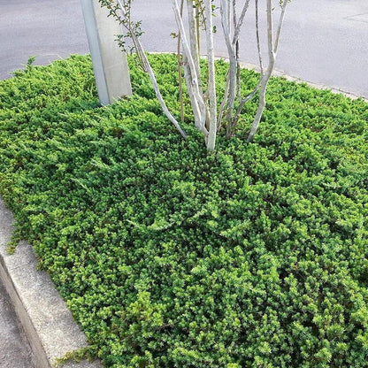 Dwarf Japanese Garden Juniper | 5 Live 4 Inch Pots | Juniperus Procumbens Nana | Drought Tolerant Evergreen Groundcover | Great Plants for Bonsai