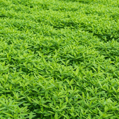 No-Till Farm and Garden Cover Crop Mix Seeds - 25 Lbs Bulk - Blend of Gardening Cover Crop Seeds: Hairy Vetch, Daikon Radish, Forage Collards, Triticale, More