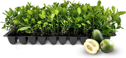 Pineapple Guava - 20 Live Plants - Feijoa Sellowiana - Edible Fruit and Flowering Foliage